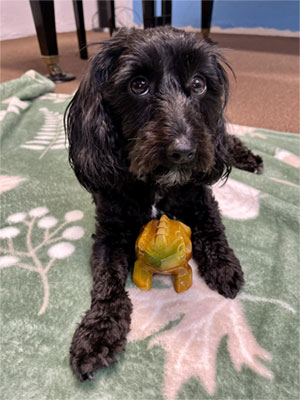 adorable dog with frog instrument