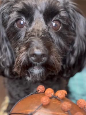 cute dog playing piano
