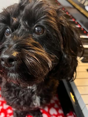 Adorable dog celebrating New Year